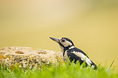 GreatSpotted Woodpecker (Dendrocopos major) posing in the grass, Navarra, Spain