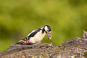 Great Spotted Woodpecker (Dendrocopos major) feeding on a seed on a dead tree trunk, Navarra, Spain