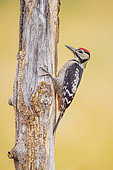 Great Spotted Woodpecker (Dendrocopos major) on a dead tree trunk, Navarra, Spain