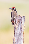 Great Spotted Woodpecker (Dendrocopos major) on a dead tree trunk, Navarra, Spain