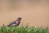 Common Chaffinch (Fringilla coelebs) male in the grass, Navarra, Spain