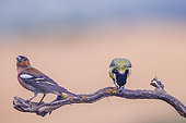 Common Chaffinch (Fringilla coelebs) male and Great Tit (Parus major) peeling a seed, on the same branch, Navarra, Spain