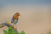 European Robin (Erithacus rubecula), with a worm in its beak on a branch, Navarra, Spain