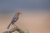 European Robin (Erithacus rubecula) on a branch, Navarra, Spain