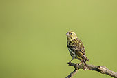 European Serin (Serinus serinus) on a branch, Navarra, Spain
