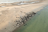 Grey seal (Halichoerus grypus) colony, Opal Coast, Pas de Calais, France
