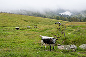 Vosgian cow in a meadow in summer, Le Hohneck, Vosges, France