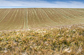 Barley field in summer, Pas de Calais, France