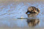 Grey seal (Halichoerus grypus) on sand, les Hemmes de Marck, Opal Coast, Pas de Calais, France