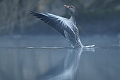 Greylag Goose (Anser anser) taking off on water, Alsace France
