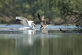Canada Goose (Branta canadensis) chased by a Mute swan (Cygnus olor), Alsace, France.
