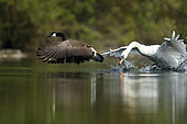 Canada Goose (Branta canadensis) chased by a Mute swan (Cygnus olor), Alsace, France.
