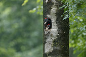 Black Woodpecker (Dryocopus martius) young male and femelle at the entrance of the nest, Bulgaria