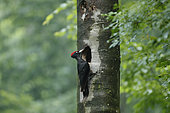 Male Black Woodpecker (Dryocopus martius) at the entrance of the nest, Bulgaria