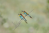 European Bee-eater (Merops apiaster) pair on a branch with insect, Bulgaria