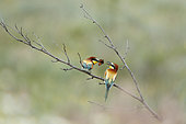 European Bee-eater (Merops apiaster) pair on a branch with a Small Tortoiseshell butterfly, Bulgaria