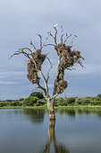Dead tree with weaver nest and african spoonbill in Kruger National park, South Africa