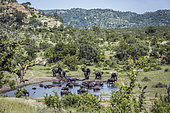 African bush elephant (Loxodonta africana) and african buffalo in waterhole in Kruger National park, South Africa