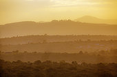 Sunset landscape in Pretoriuskop from Kruger National park, South Africa