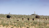 African Ostrich (Struthio camelus) with chicks in dry land in Kgalagadi transfrontier park, South Africa