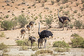 African Ostrich (Struthio camelus) with chicks in desert land in Kgalagadi transfrontier park, South Africa
