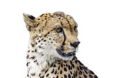 Cheetah portrait isolated in white background ; Specie Acinonyx jubatus family of Felidae