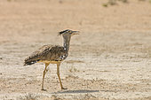 Kori bustard (Ardeotis kori) walking in sand desert in Kgalagadi transfrontier park, South Africa