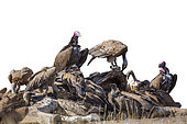 Lappet faced (Torgos tracheliotos) and white backed Vultures (Gyps africanus) isolated on white in Kruger National park, South Africa