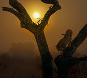 Leopard (Panthera pardus) going down a tree at sunset in Kruger National park, South Africa