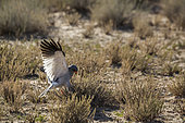 Pale Chanting-Goshawk (Melierax canorus) hunting in ground in Kgalagadi transfrontier park, South Africa