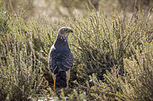 Pale Chanting-Goshawk (Melierax canorus) standing in flowering scrubland in Kgalagadi transfrontier park, South Africa