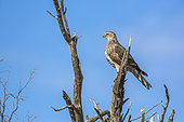 Pale Chanting-Goshawk (Melierax canorus) standing in a branch isolated in blue sky in Kgalagadi transfrontier park, South Africa