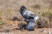 Pale Chanting-Goshawk (Melierax canorus) hunting in ground in Kgalagadi transfrontier park, South Africa