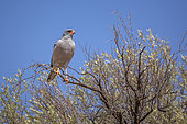 Pale Chanting-Goshawk (Melierax canorus) standing in a branch isolated in blue sky in Kgalagadi transfrontier park, South Africa