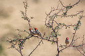 Three Red headed Finchs male (Amadina erythrocephala) standing on acacia shrub in Kgalagadi transfrontier park, South Africa in Kgalagadi transfrontier park, South Africa