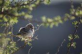 Scaly Weaver (Sporopipes squamifrons) standing on branch in backlit in Kgalagadi transfrontier park, South Africa