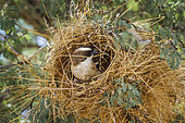 White browed Sparrow Weaver (Plocepasser mahali) building a nest in Kgalagadi transfrontier park, South Africa