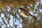 White browed Sparrow Weaver (Plocepasser mahali) standing in nest area in Kgalagadi transfrontier park, South Africa
