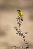 Yellow Canary (Crithagra flaviventris) standing on acacia shrub in Kgalagadi transfrontier park, South Africa in Kgalagadi transfrontier park, South Africa
