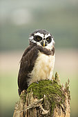 Spectacled Owl (Pulsatrix perspicillata) captive, juvenile, Germany