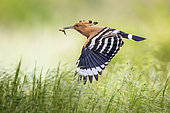 Eurasian Hoopoe (Upupa epops) flying with food in its beak, Saxony, Germany