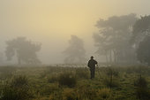 herd of sheep with shepherd in heathland, Lower Saxony, Germany