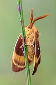 Autumn Silkworm Moth (Lemonia spec.) moth on grass stalk, North Rhine-Westphalia, Germany
