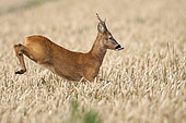 Western Roe Deer (Capreolus capreolus) buck jumping in cornfield, Lower Saxony, Germany