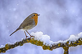 European Robin (Erithacus rubecula) perched on a snowy branch, Saxony-Anhalt, Germany