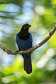 Azure Jay (Cyanocorax caeruleus) juvenile, Sao Paulo, Brazil