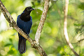 Azure Jay (Cyanocorax caeruleus) juvenile, Sao Paulo, Brazil