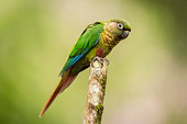 Maroon-bellied Parakeet (Pyrrhura frontalis) perched on a branch, Sao Paulo, Brazil