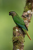Maroon-bellied Parakeet (Pyrrhura frontalis) perched on a branch, Sao Paulo, Brazil