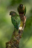 Maroon-bellied Parakeet (Pyrrhura frontalis) perched on a branch, Sao Paulo, Brazil